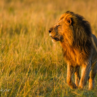 Wildlife