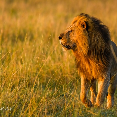 Wildlife
